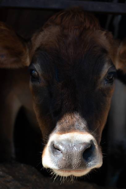 istock Cows on a farm in Wisconsin 1446761183