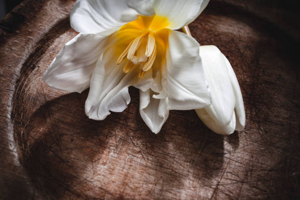 close up of white tulips on a wooden plate