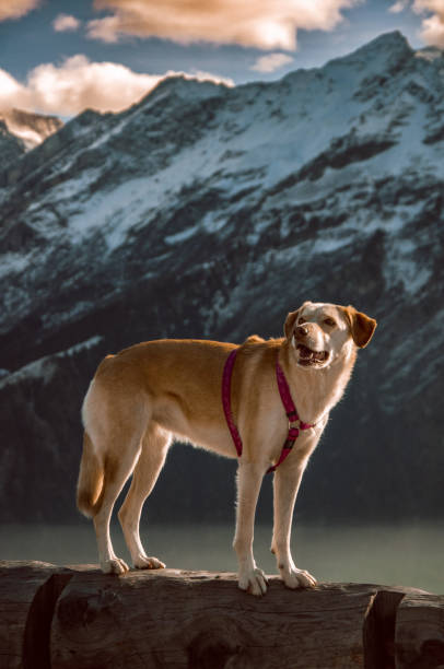 istock Valle di Blenio, Ticino 1446761506