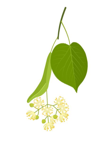 Linden flower Vector illustration, Tilia flower also called linden tree or basswood, isolated on white background. tilia stock illustrations