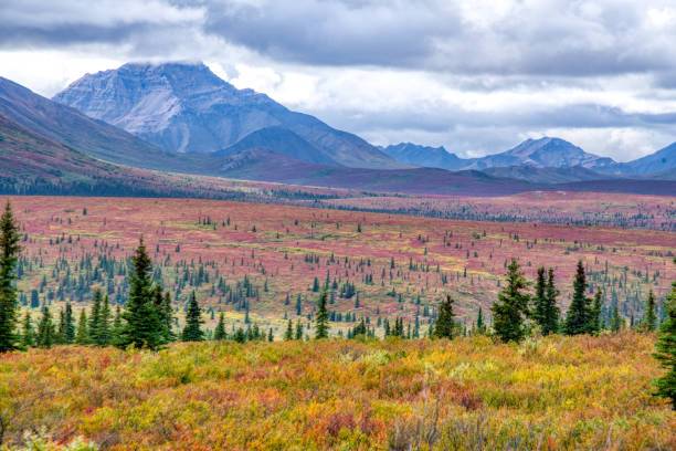 istock Tundra in Denali National Park, Alaska 1446764601