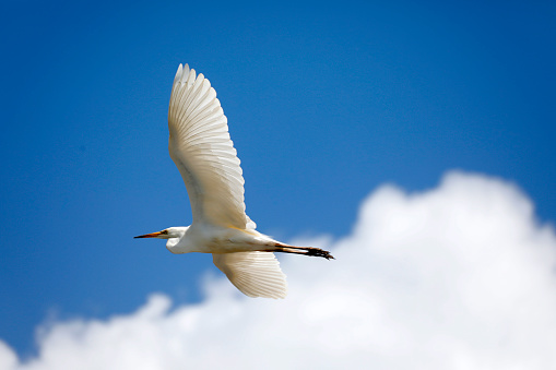 White heron flying isolated against a bright sky