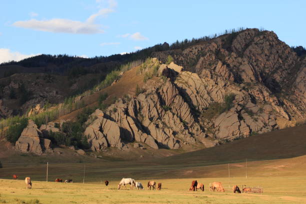 Horses in Gorkhi-Terelj National Park, Mongolia stock photo