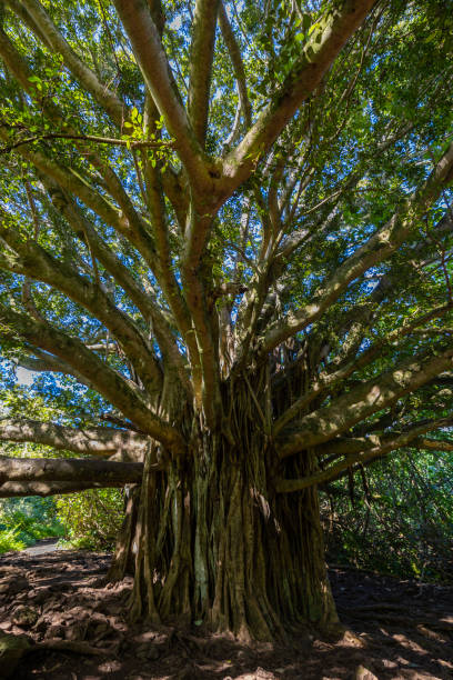 istock Trip to Hawaii in November 2022 1446768659