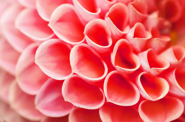 istock red dahlia petals close up, floral background 1446771495