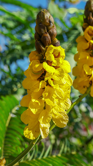Casia Didymobotryca detalle de la flor amararilla ,Senna didymobotrya es una especie de planta con flores en la familia de las leguminosas conocida por los nombres comunes African senna, palomitas de maiz