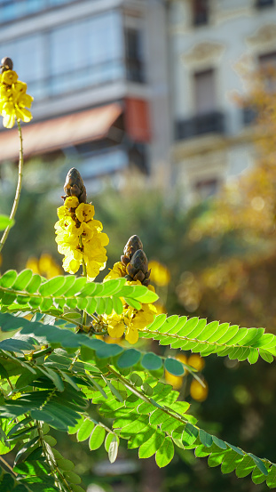 Casia Didymobotryca detalle de la flor amararilla ,Senna didymobotrya es una especie de planta con flores en la familia de las leguminosas conocida por los nombres comunes African senna, palomitas de maiz