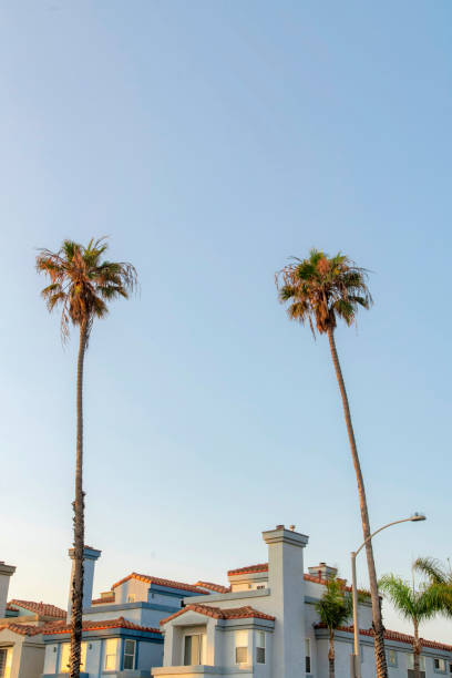 istock Two tall palm trees outside a building at Oceanside, California 1446773619