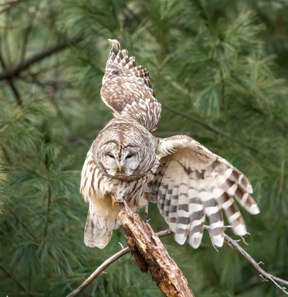 istock Barred Owl always on the lookout for prey even when sleeping. 1446773633