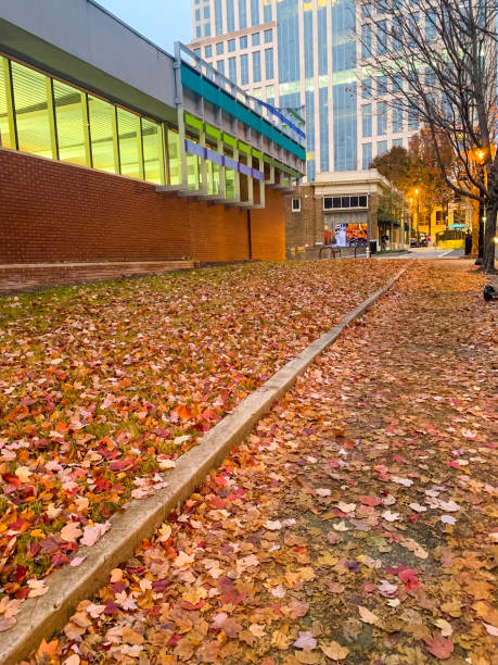 istock Autumn landscape in the city 1446773962