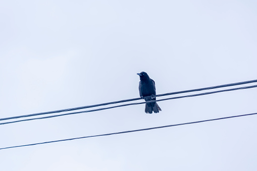 A crow perches on an electrical wire. Behind it is an overcast sky. Wires cut through image at an angle.