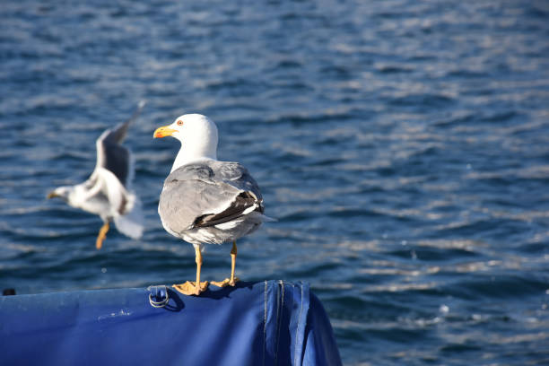 istock Aegean Seagulls taking off over the boat awning 1446775243