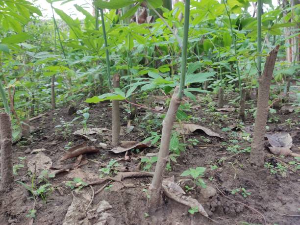 istock Cassava tree in the garden 1446776893