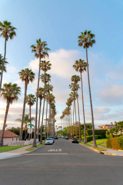 istock Road in La Jolla, California with columnar tall palm trees at the front 1446777313