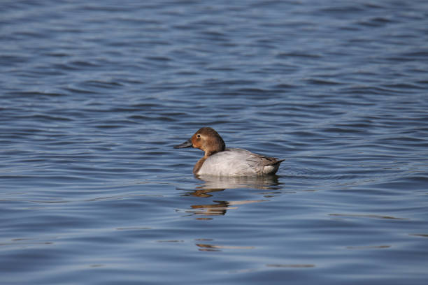 Canvasback Duck (male in eclipse) (aythya valisineria) Canvasback Duck (male in eclipse) (aythya valisineria) male north american canvasback duck aythya valisineria stock pictures, royalty-free photos & images