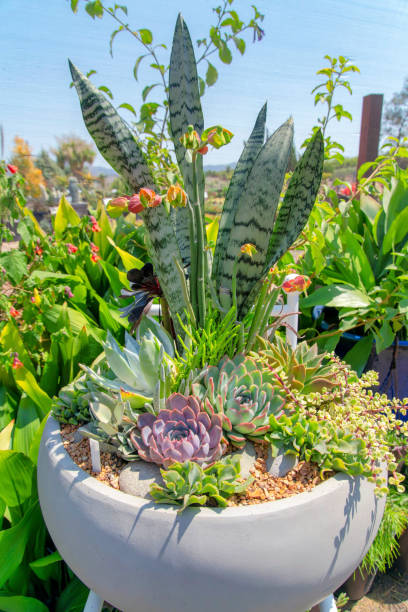 istock Close up of a succulent arrangement on a large white pot 1446780320