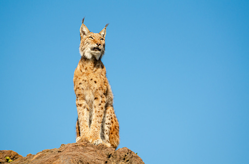 Iberian lynx sitting on a rock in profile