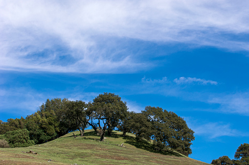 Springtime view of California oak trees growing on the rolling foothills of the California coast range.