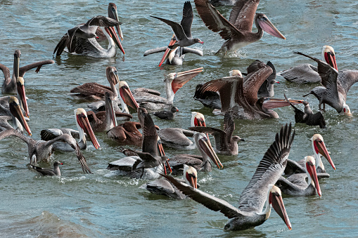 Large flock of brown pelican (Pelecanus occidentalis) and other shore birds, foraging on a school of anchovies near coastal cliffs.

Taken in Santa Cruz, California, USA