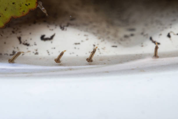 istock Mosquito larvae in stagnant water close up 1446781992