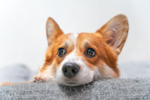 Close-up portrait of sad corgi puppy. dog put its muzzle on the sofa, looks with devoted look, waits for the owner, is bored alone. Charming puppy stuck his face peeking out from behind the furniture