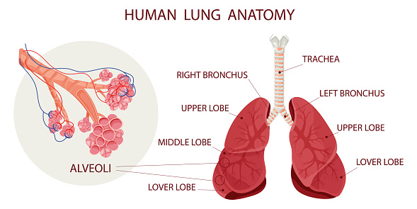 Alveoli with vessels in lungs. Scientific scheme. Medical vector illustration, cartoon style