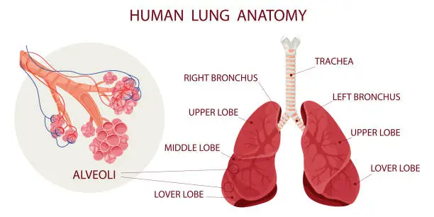 Vector illustration of Alveoli with vessels in lungs