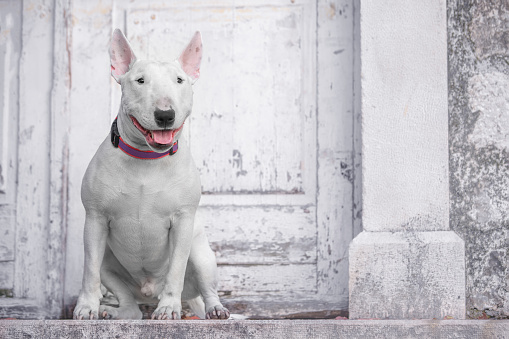 Monochrome aesthetic frame friendly white muscular dog in collar sits at wooden shabby door guards welcomes Bull terrier at entrance joyfully stuck out tongue stylish walk. Pet aristocrat old building
