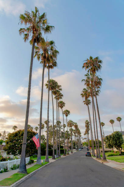 istock Columnar palm trees along the asphalt road at La Jolla, California 1446785727