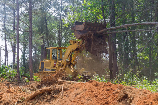 istock Preparation land in the tractor work with during deforestation landscaping works removal roots for construction site 1446788285