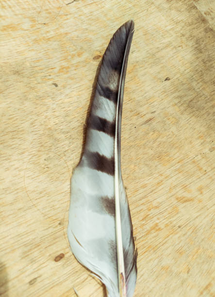 istock close up of an eagle feather against a wooden texture background 1446790601