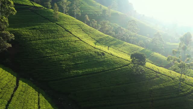 Aerial Drone View of Scenery Road Through Green Mountains Hills and Tea Plantations. Sri Lanka Natural Landscape.