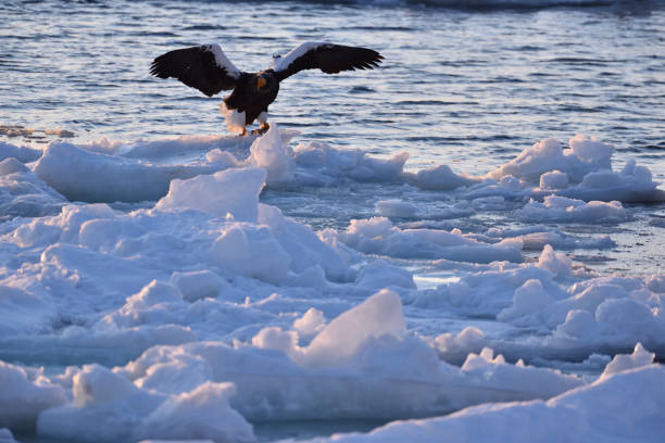 istock Bird watching with floating ices in winter 1446793437