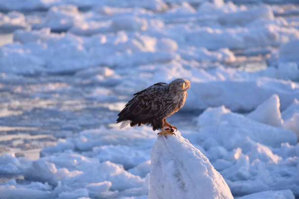 istock Bird watching with floating ices in winter 1446793446