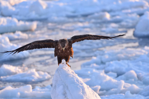 istock Bird watching with floating ices in winter 1446793481