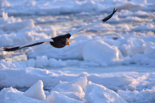 istock Bird watching with floating ices in winter 1446793488