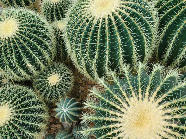 istock Group of golden barrel cacti 1446796662