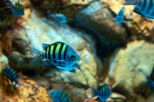 A Fish Indo Pacific sergeant Abudefduf vaigiensis