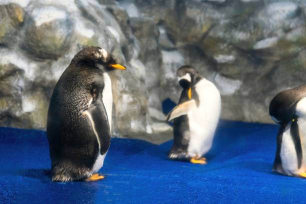 istock Penguins in aquarium resting and sleeping 1446798427