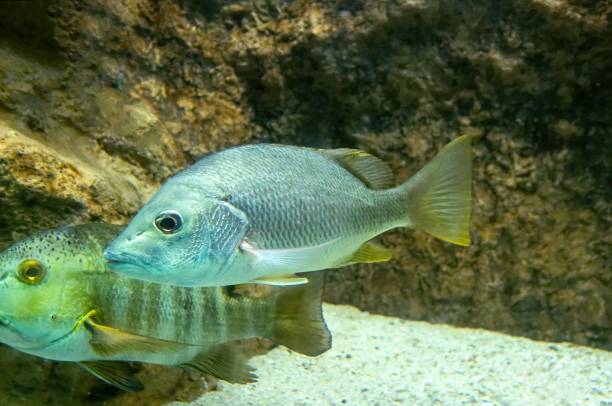 istock Schoolmaster Lutjanus apodus, underwater in Bonaire 1446798440