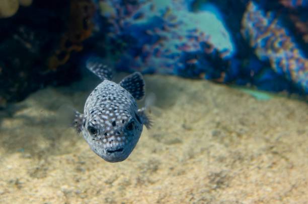 istock black white spotted puffer fish Arothron meleagris 1446798445