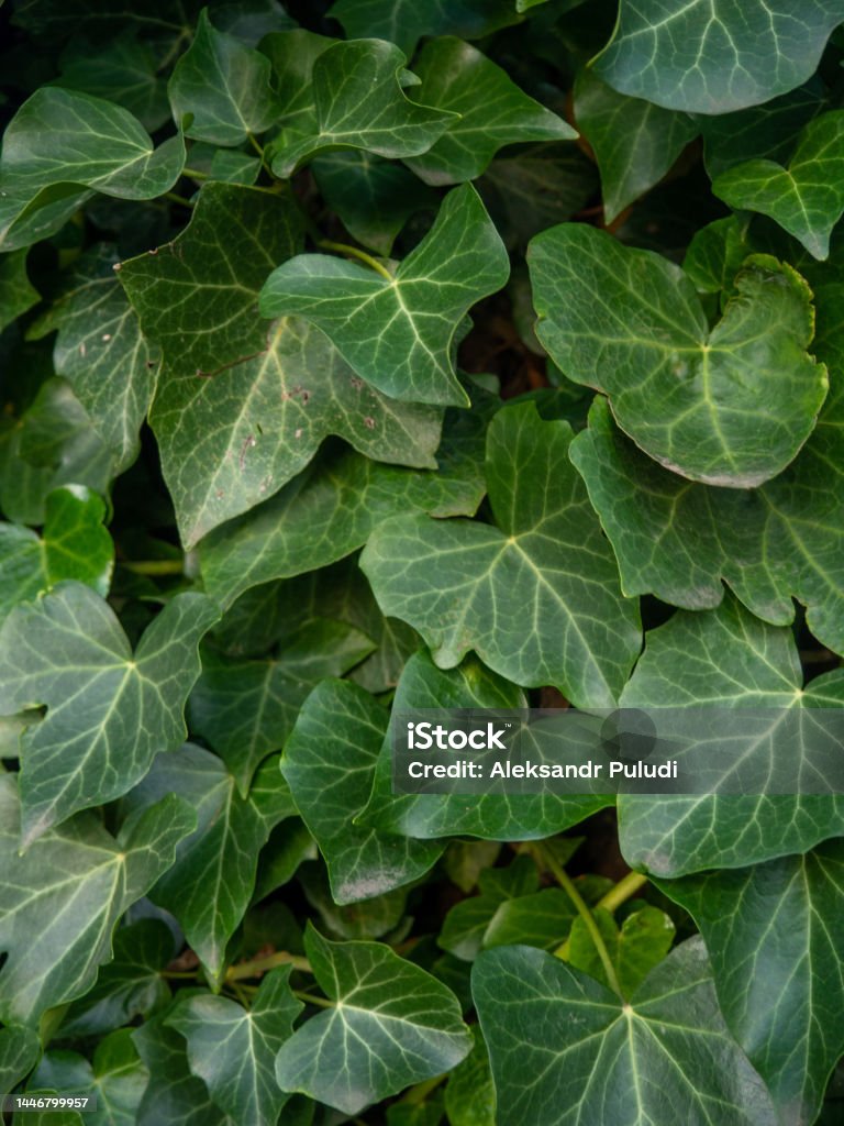 Ivy Cuộn Tròn Quanh Một Thân Cây Lá Thường Xuân Màu Xanh Lá Cây ...
