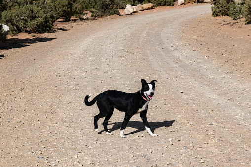 Small Border Collie dog running on a gravel road