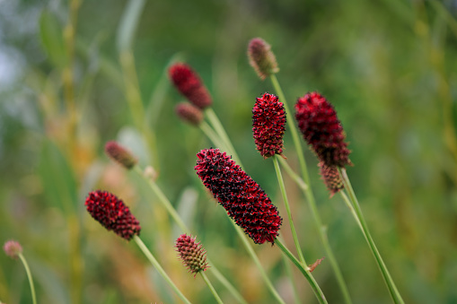 Beautiful red flower on green natural background. Sanguisorba officinalis. Plant close up.