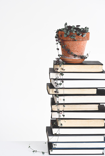 Terracotta pot with string of hearts houseplant on top of stack of books with copy space