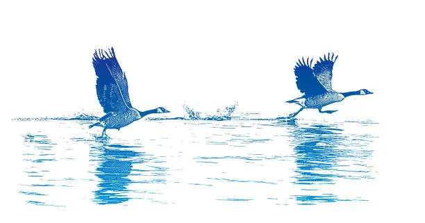 Vector illustration of Canada Geese Taking Off From Lake