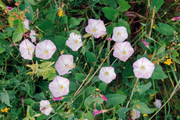 Field bindweed or Convolvulus arvensis or European bindweed or Creeping Jenny or Possession vine herbaceous perennial plant with open flowers surrounded with dense green leaves.