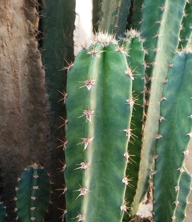 Close up of San Pedro Cactus plant with natural light. Fresh green and old dry plant in the side.