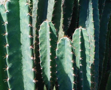 Close up of fresh green San Pedro Cactus plant with natural light.