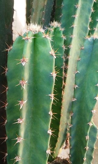Close up of Fresh green San Pedro Cactus plant with natural light.